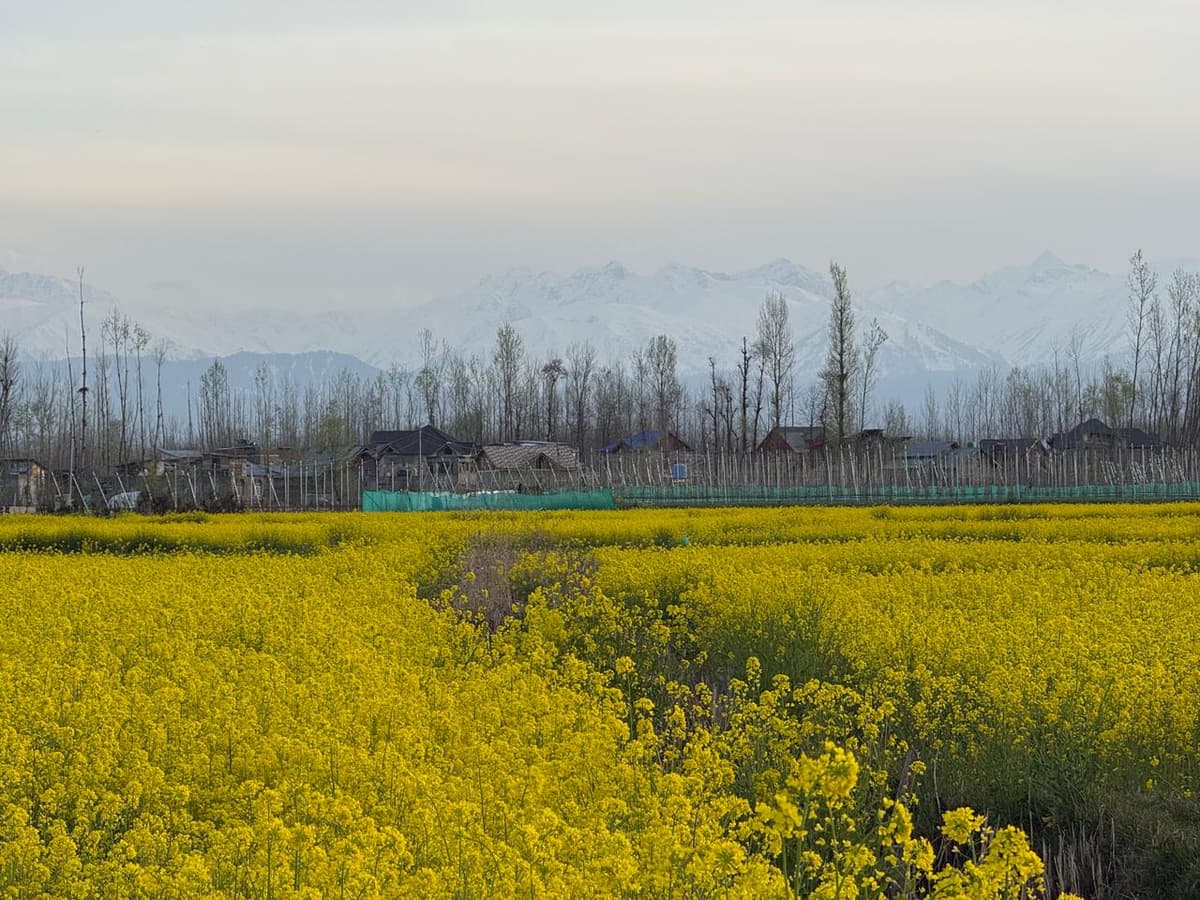 Mustard Bloom